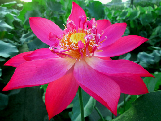 【人文動態(tài)】人文園林在第九屆中國花卉博覽會上創(chuàng)佳績，榮獲1金1銀兩項大獎