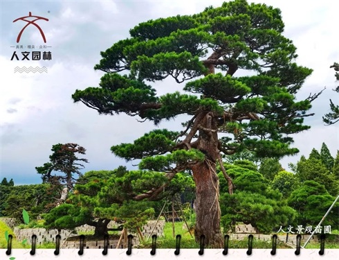 植樹節|“植”此青綠，共建美好人居