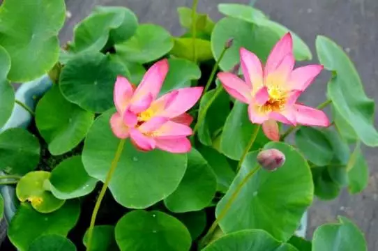 15108154099481627AB6.png QQ圖片20171116145348.png