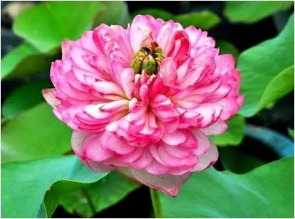 15108157254586324E30.png QQ圖片20171116145608.png