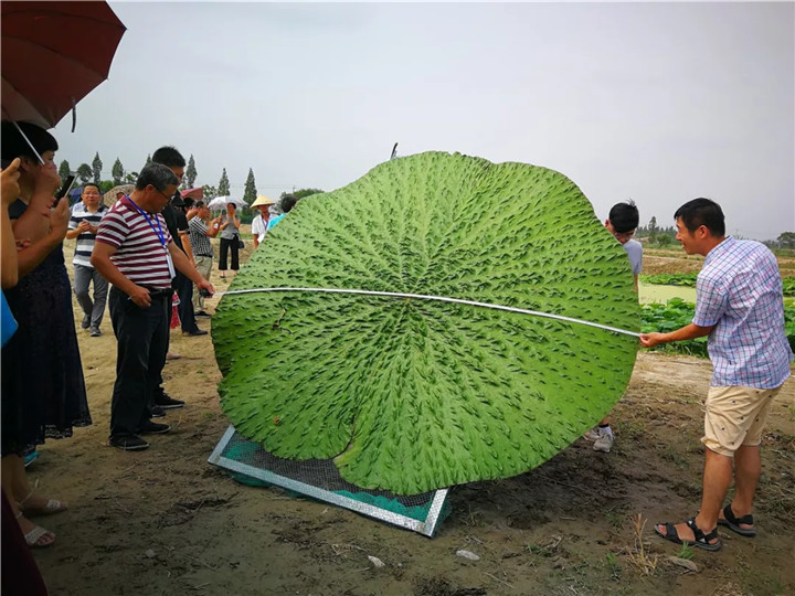 15371795323127112762.jpg QQ圖片20180917181158.jpg