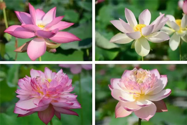 1551428510657181444C.jpg QQ圖片20190301161549.jpg