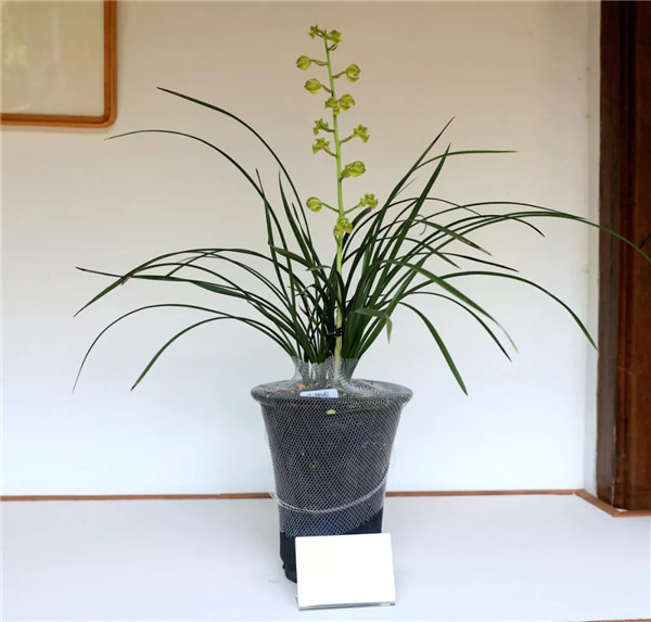 155730348250063181E3.jpg QQ圖片20190508161225.jpg